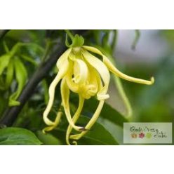 Ylang-ylang 100% illóolaj 100ml